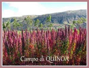 red quinoa field